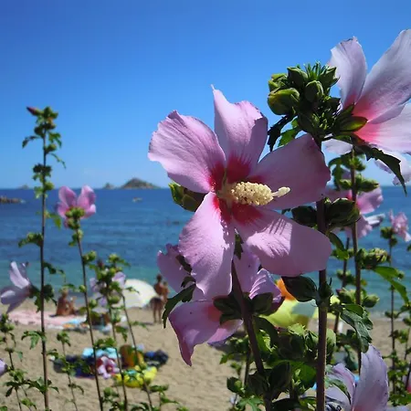 Verde Santa Maria Navarrese