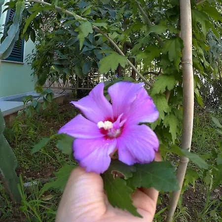 Verde Santa Maria Navarrese
