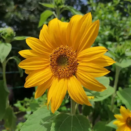 Apartmán Verde Santa Maria Navarrese